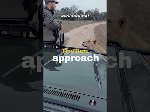 The lion approach #animals #animallife #animalshorts #wildlife