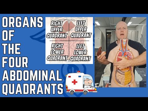 Organs of the Four Abdominal Quadrants