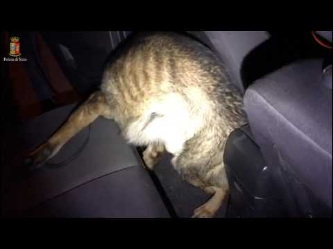 Cocaina in auto, l'intervento dei cani antidroga