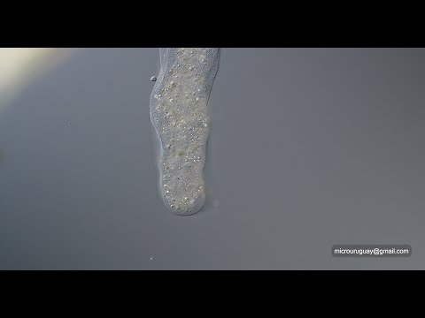 Amoeba proteus en el lago de las canteras del Parque Rodó en Montevideo Uruguay