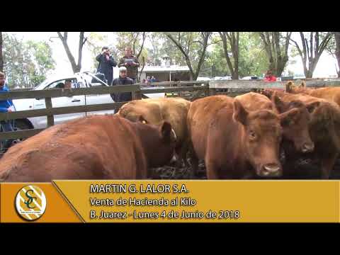 04-06-18 Venta de Hacienda al Kilo - Martin G. Lalor S.A. - B. Juarez.