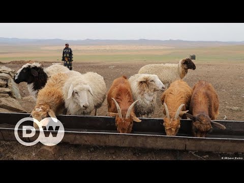 Weidemanagement in der mongolischen Steppe | DW Deutsch
