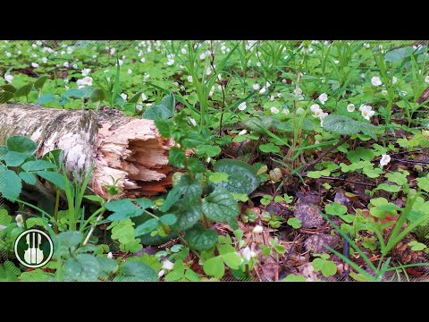 Sanfter Regen im Wald und Frühlingsvogelgesang. Naturgeräusche zum Schlafen und Lernen.