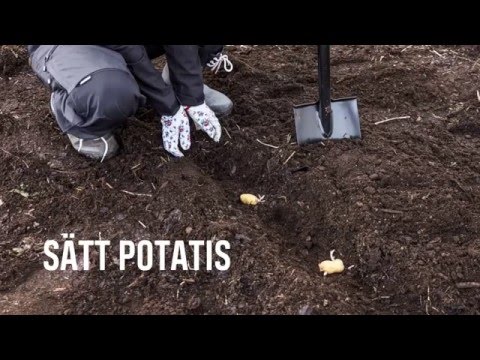Så här sätter du potatis!