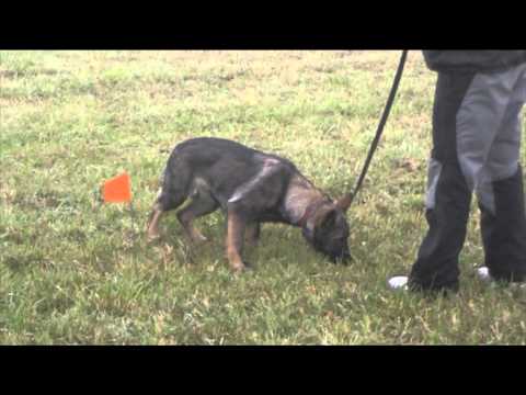 Avanti Levemar - first tracking