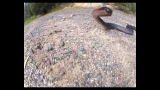 preview picture of video 'snake strikes GoPro at Broulee.'