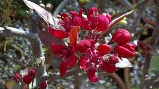 preview picture of video 'Arboles y arbustos en flor y brotando. 9 de marzo 2013.'