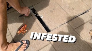COCKROACH INFESTED DRAIN ~ Chills down Spine !!!