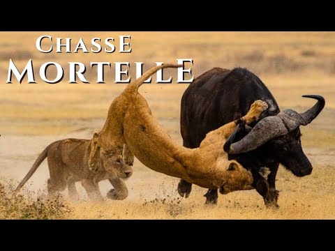 AFRICAN SAVANNAH | The Kingdom of the Relentless Hunters | Animal Documentaries