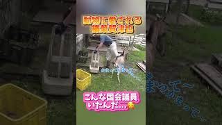 【ヤギおじさん】静岡一動物に愛される国会議員！榛葉賀津也！#榛葉幹事長 #国民民主党
