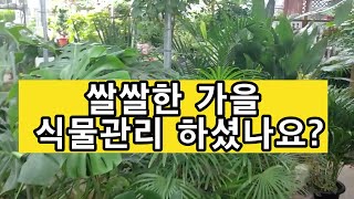쌀쌀한 계절 식물들 가을준비 5가지