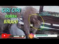 CIRI CIRI DOMBA BIRAHI DAN SIAP DI KAWINKAN