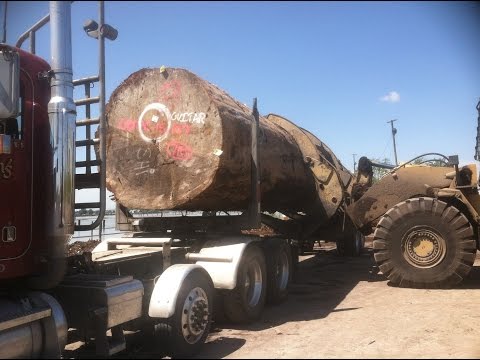 One log load on Peterbilt log truck featured in the movie The unforgivable with Sandra Bullock.