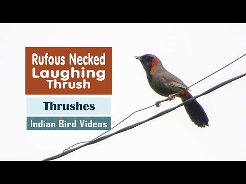 Timáliovec hrdzavokrký (Pterorhinus ruficollis) — video o speve a chove