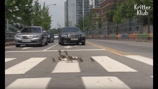 Mom Drops Her Ducklings From High Altitude.. Can They Fly? (Part 2) | Kritter Klub