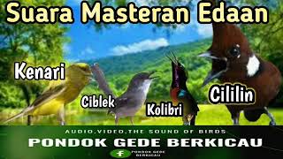 Download lagu MASTERAN EDAN Suara Cililin ciblek kolibri kenari... mp3