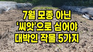 7월 모종 아닌 씨앗으로 심어야 대박인 작물 5가지
