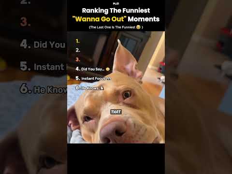 Ranking the Funniest Wanna-Go-Out Dog Moments 🐶😂