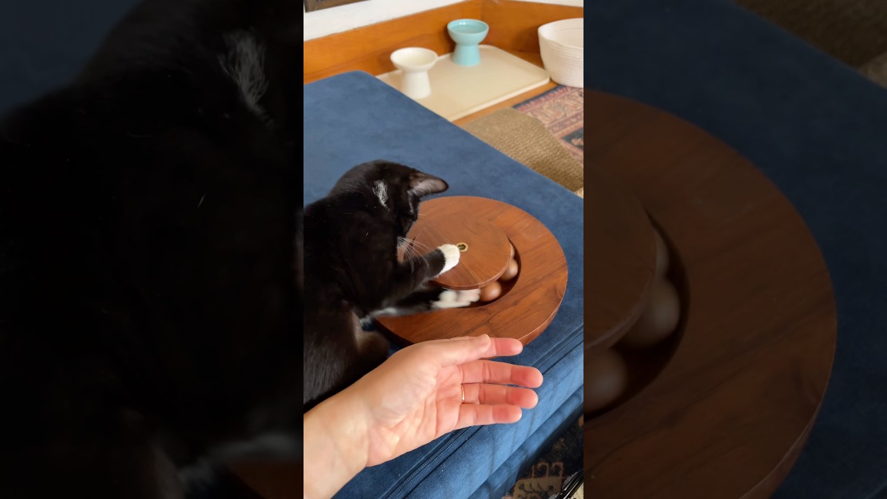 Enlarge Coconut, a Adoptable Domestic Short Hair in Neenah, WI video 6/6