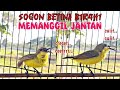 SOGON BETINA BIRAHI MEMANGGIL JANTAN SANGAT AMPUH UNTUK PANCINGAN DAN PIKAT SOGON