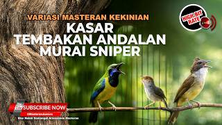 Download lagu 🔴 Live Masteran Murai Sniper Cucak Jenggot Isian Tengkek vs Cucak Cungkok Kunti vs Prenjak Tir Gacor mp3