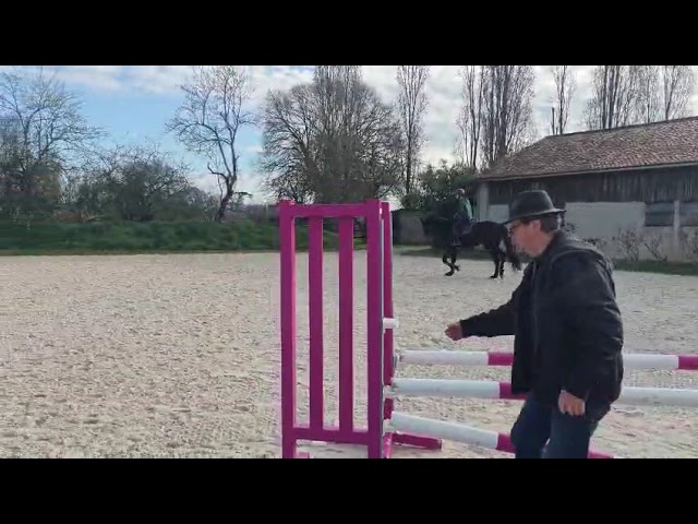 Ruin Selle Fran&ccedil;ais Te koop 2022 Donker bruin / bai ,  UNANIEM (NLD)