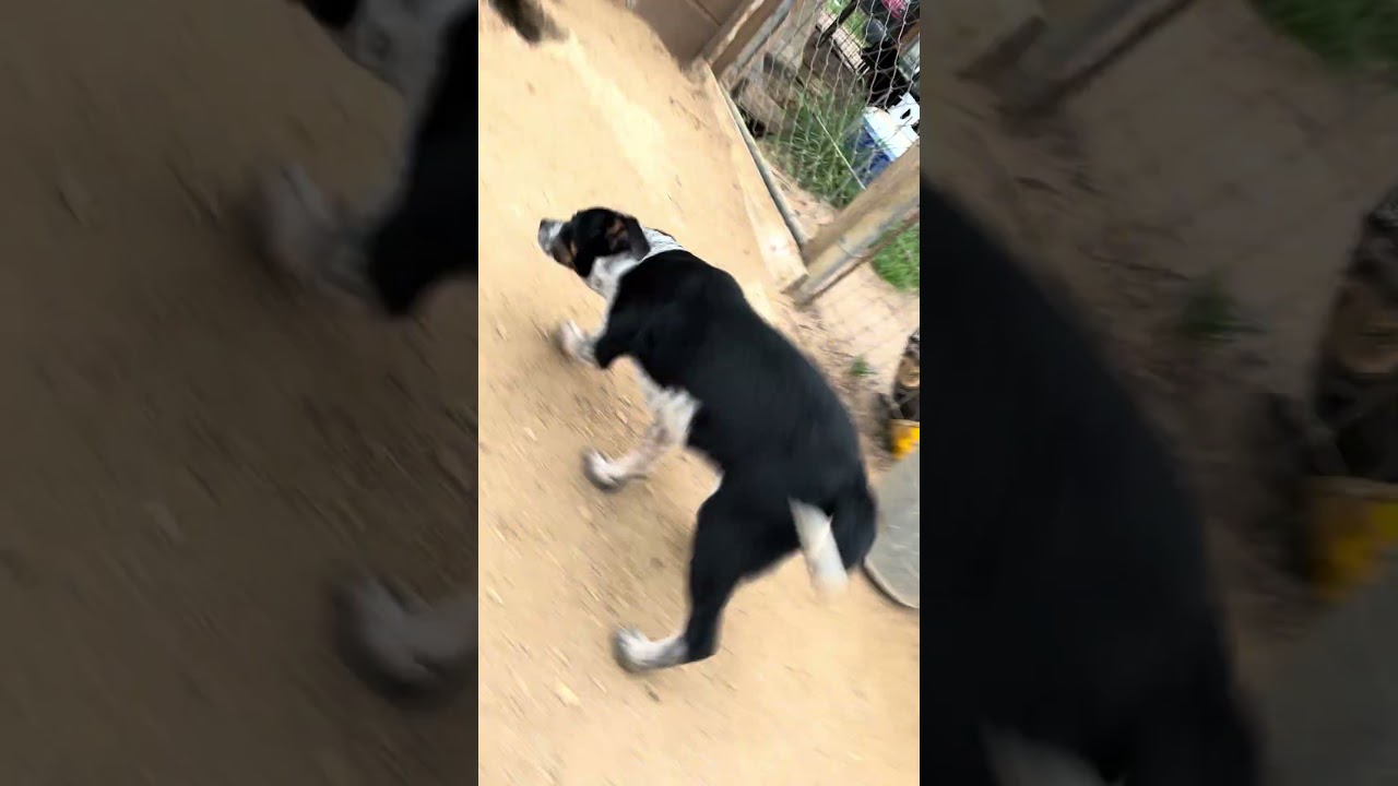 Enlarge Carly, an adopted mixed breed in Bedford, NH video 5/5