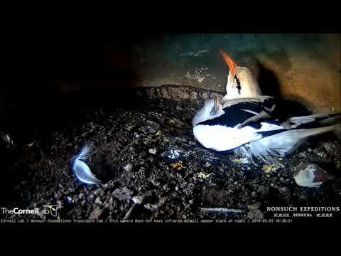 White-tailed Tropicbird: It's been such a long, long day for baby and me. 3 5 19
