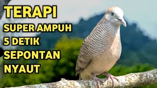 Download lagu Perkutut Lokal Gacor Suara Super Kristal - Pancingan Malas Bunyi (99%AMPUH BANGET) mp3 Download lagu Perkutut Lokal Gacor Suara Super Kristal - Pancingan Malas Bunyi (99%AMPUH BANGET) mp3