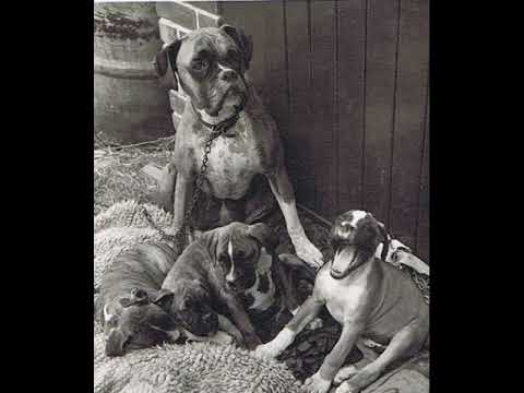 TRN-Σκυλιά ft.GOYA,VALK,TSAV