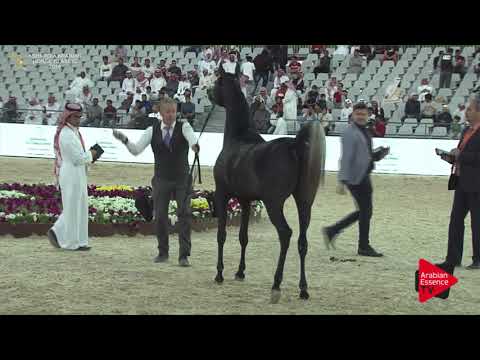 N.138 BAHETHAT AL KHALEDIAH - Asharqia Classic 2018