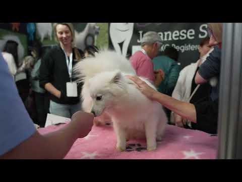 Cat Lovers Festival, Sydney