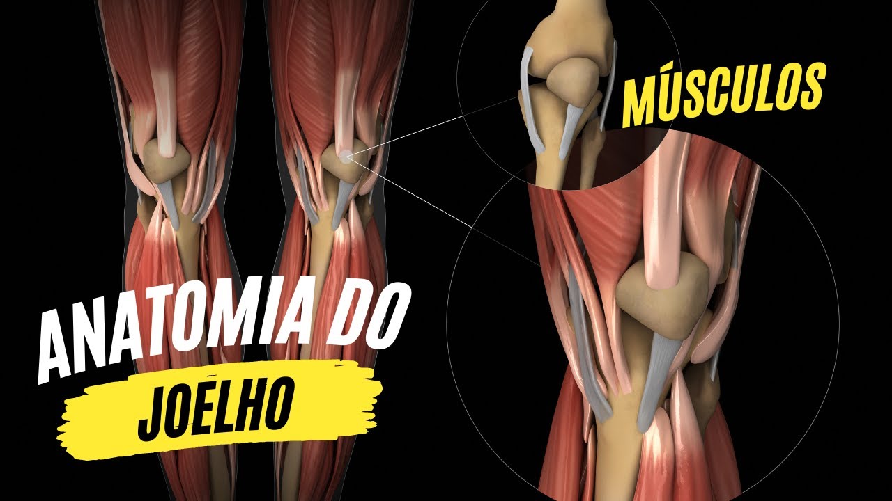 OPA   ANATOMIA   JOELHO   AULA 52   MUSCULOS E BIOMECANICA