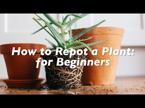 How to Repot a Plant: for Beginners