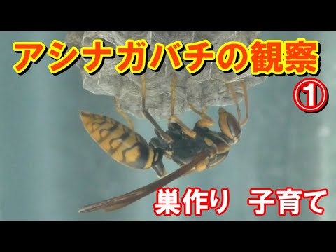 スナバチの営巣補助具を作成する トピックス