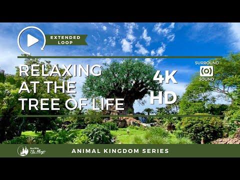 Animal Kingdom Tree of Life (4K HD) 1 HOUR LOOP