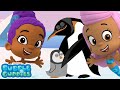 Help Rescue A Lost Baby Penguin Zooli S Animal Rescue Game Bubble Guppies