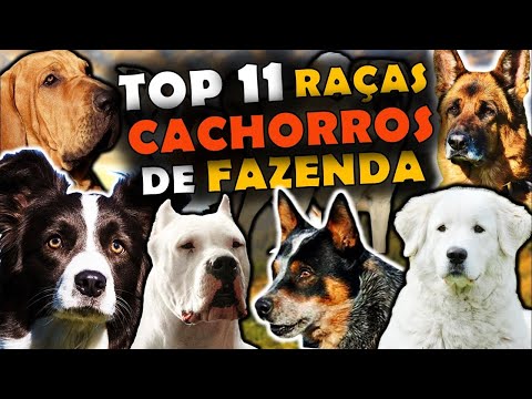 AS 11 PRINCIPAIS RAÇAS DE CACHORRO USADAS EM FAZENDAS - CACHORROS PARA A ROÇA