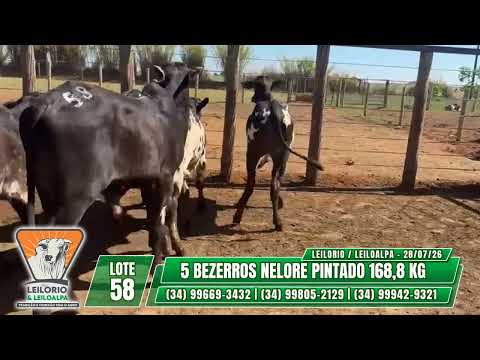 LOTE 58   5 BEZERROS NELORE PINTADO 168,8 KG - LEILO RIO & LEILO ALPA - RIO PARANAÍBA-MG - 28/07/26