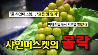 "맛없는 포도..?" 황제 포도, 샤인머스켓이 몰락하는 이유