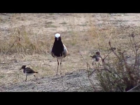 Djuma: Blacksmith Lapwing parent and two chicks - 05:30 - 10/24/19