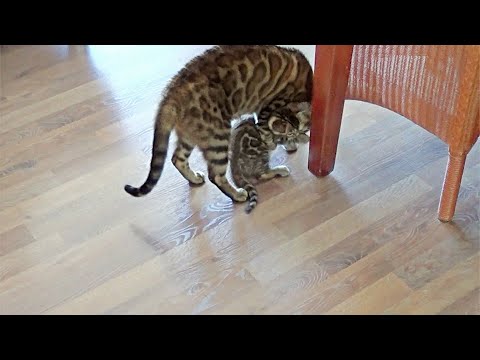 Mother cat can't leave her kittens alone