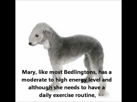 Bedlington Terrier