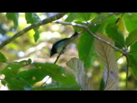 Tangara modrolíca (Stilpnia larvata) — starostlivosť, voliéra a kŕmenie
