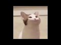 Cat popping mouth meme funny