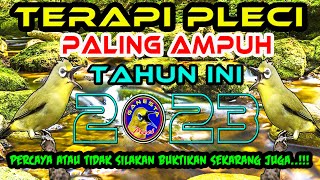 Download lagu Terapi Pleci Paling Ampuh Tahun Ini mengatasi Pleci macet bunyi dan mempercepat Pleci Buka paruh mp3