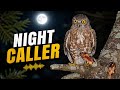 Brown Boobook Call Brown Hawk Owl Call Owl Hooting