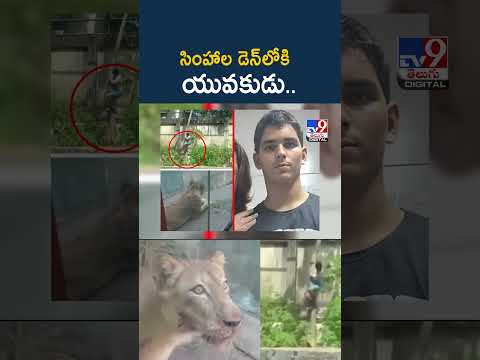 సింహాల డెన్‌లోకి యువకుడు.. - TV9