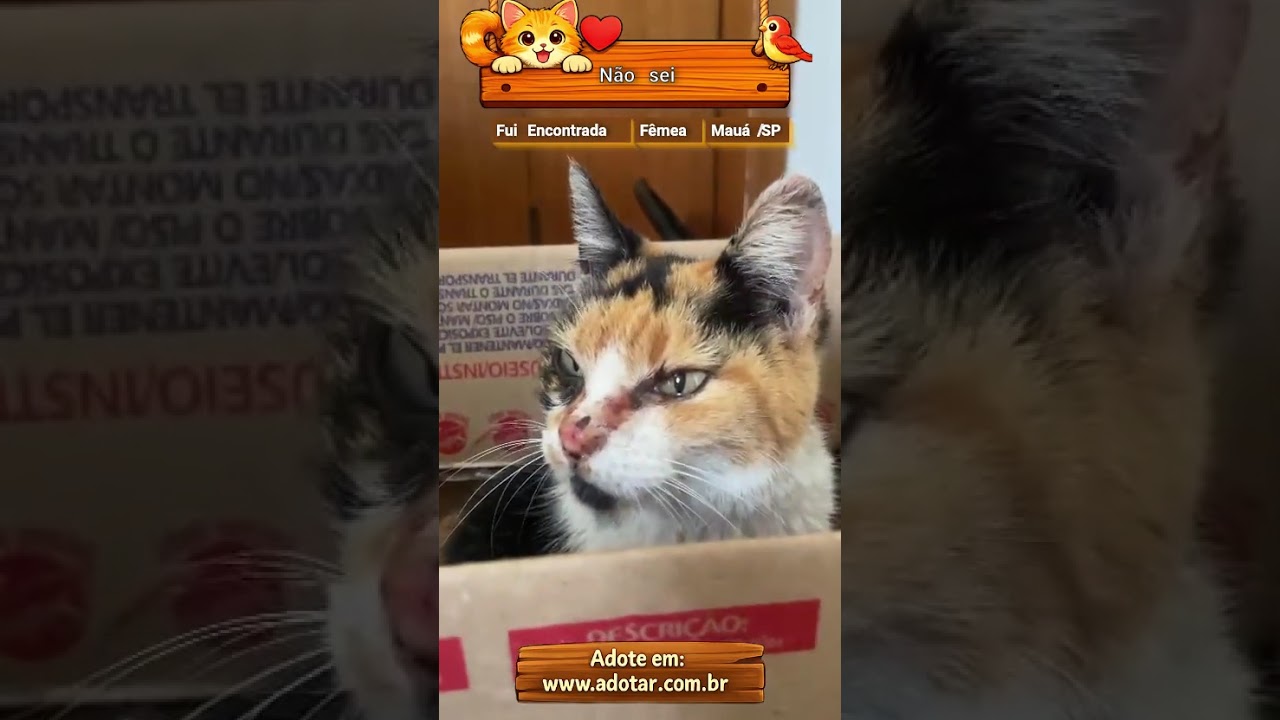 Gato raça SRD-ViraLata idade 7 a 11 meses nome Não sei
