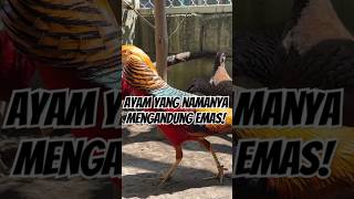 Download lagu Ayam ini namanya Golden Pheasant, cocok untuk pemula! #ayam #animals #ayamhias #goldenpheasant mp3